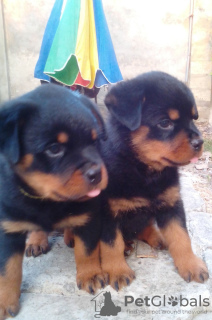 Photo №1. rottweiler - for sale in the city of Odessa | 367$ | Announcement № 11600