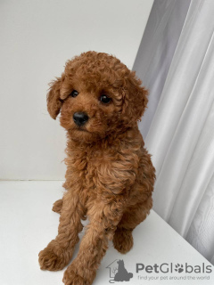 Photo №2 to announcement № 96700 for the sale of poodle (toy) - buy in Lithuania private announcement