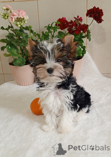 Photo №3. Бивер йорк, курносый парень. Turkey