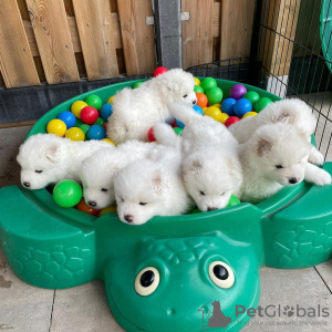 Photo №1. samoyed dog - for sale in the city of Peel | Is free | Announcement № 25676