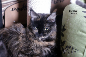 Additional photos: Maine Coon girl tortie marble color