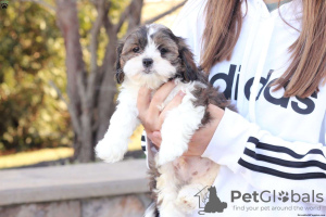 Additional photos: shih tzu puppies available 4 weeks old