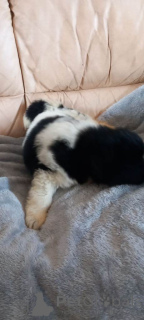 Photo №4. I will sell newfoundland dog in the city of Cuijk. private announcement - price - 392$