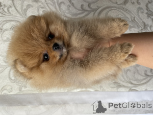 Photo №3. Pomeranian spitz puppies. Uzbekistan