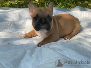 Photo №2 to announcement № 11232 for the sale of french bulldog - buy in Russian Federation private announcement