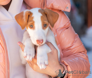 Additional photos: Podenco Ibicenco puppies.