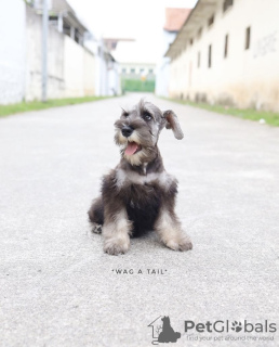 Photo №2 to announcement № 99568 for the sale of schnauzer - buy in Germany private announcement, from nursery, from the shelter