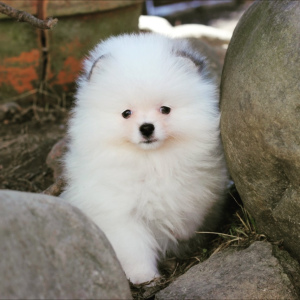 Photo №3. St. Petersburg. Kennel RKF Zolotko Moy offers puppies of breed Pomeranian Spitz. Russian Federation