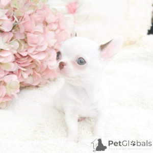 Photo №3. A Adorablepuppies in search of a new home text me private for more information. Israel