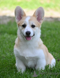 Photo №2 to announcement № 139183 for the sale of welsh corgi - buy in Serbia 