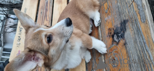 Photo №4. I will sell welsh corgi in the city of Ессентуки. private announcement - price - negotiated