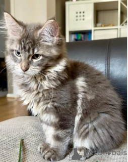 Photo №2 to announcement № 160421 for the sale of maine coon - buy in Norway breeder