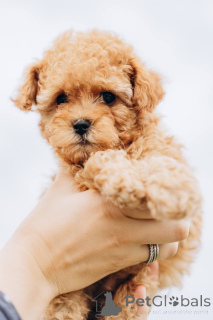Photo №2 to announcement № 155525 for the sale of poodle (royal) - buy in Germany from the shelter