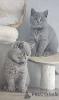 Photo №1. british shorthair - for sale in the city of Donetol | 413$ | Announcement № 174227