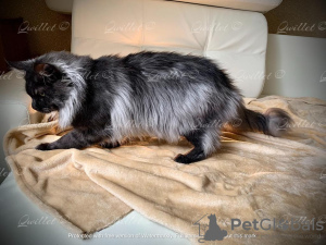 Photo №2 to announcement № 10643 for the sale of maine coon - buy in Belarus private announcement