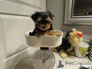 Photo №1. yorkshire terrier - for sale in the city of Augsburg | 750$ | Announcement № 158067