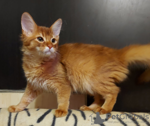 Photo №3. Somali cat. Russian Federation