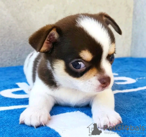 Photo №3. Toilet trained chihuahua. Estonia