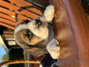 Additional photos: Elite puppies from titled parents