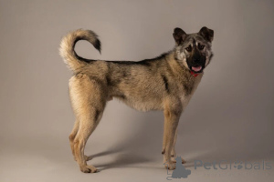 Photo №2 to announcement № 146686 for the sale of non-pedigree dogs - buy in Russian Federation private announcement