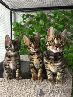 Photo №1. bengal cat - for sale in the city of Uster | 706$ | Announcement № 152629