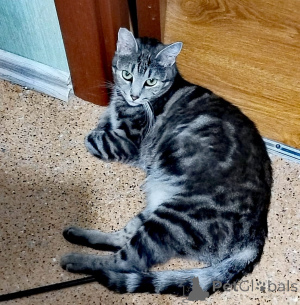 Photo №2 to announcement № 140655 for the sale of bengal cat - buy in Russian Federation private announcement