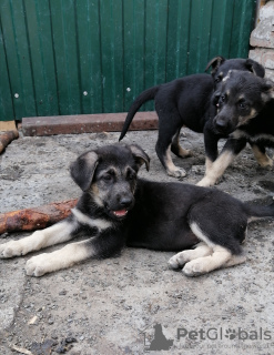 Photo №1. east-european shepherd - for sale in the city of Rostov-on-Don | 134$ | Announcement № 7649