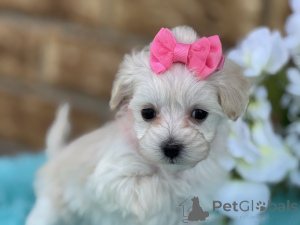 Photo №1. maltipu - for sale in the city of Salzburg | 847$ | Announcement № 149582