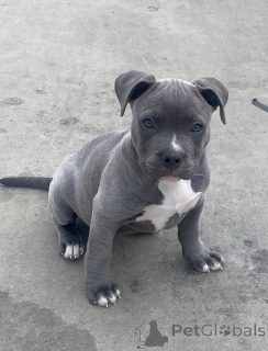 Photo №1. american pit bull terrier - for sale in the city of GeretSried | negotiated | Announcement № 168966