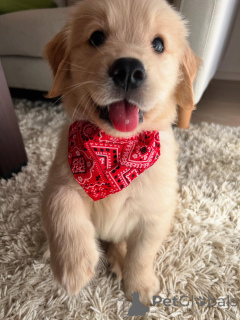 Photo №1. golden retriever - for sale in the city of Munich | negotiated | Announcement № 158757