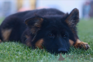 Photo №3. Purebred German Shepherd Puppies Loyal, Smart & Family-Friendly!. Germany