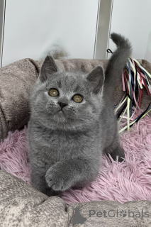 Photo №1. british shorthair - for sale in the city of Chesterfield | negotiated | Announcement № 173790