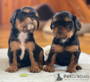 Photo №1. cavalier king charles spaniel - for sale in the city of Zhytomyr | 800$ | Announcement № 64587