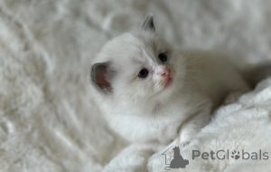 Photo №1. ragdoll - for sale in the city of Innsbruck | 235$ | Announcement № 143478