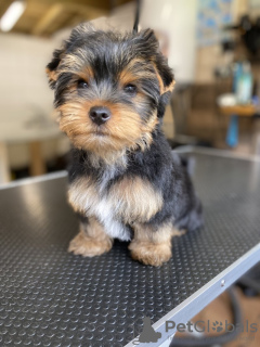 Photo №3. Healthy Yorkie puppies for sale. Germany