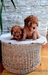 Photo №3. Mini Poodle puppies. Serbia