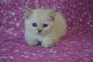 Photo №3. Scottish kitty. Russian Federation
