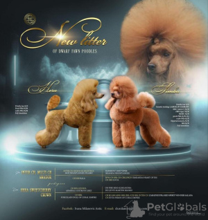 Photo №4. I will sell poodle (toy) in the city of Belgrade. breeder - price - negotiated