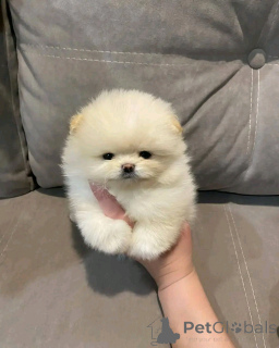 Photo №2 to announcement № 138773 for the sale of pomeranian - buy in United States breeder