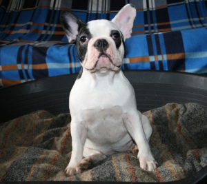 Photo №2 to announcement № 1683 for the sale of french bulldog - buy in Russian Federation private announcement