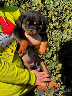 Photo №3. Rottweiler puppies. Serbia