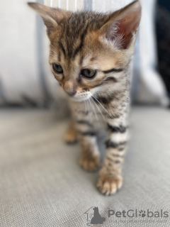 Photo №2 to announcement № 11504 for the sale of bengal cat - buy in Germany 
