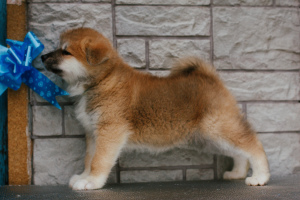 Photo №1. akita - for sale in the city of Samara | 550$ | Announcement № 3967