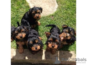 Photo №1. yorkshire terrier - for sale in the city of Domodedovo | 473$ | Announcement № 13440
