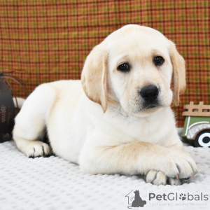 Photo №2 to announcement № 156359 for the sale of labrador retriever - buy in United Kingdom private announcement, breeder
