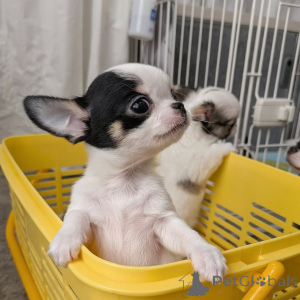 Photo №4. I will sell chihuahua in the city of Helsinki. private announcement, from the shelter - price - 516$