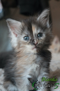 Photo №2 to announcement № 42988 for the sale of maine coon - buy in Russian Federation private announcement, from nursery, breeder