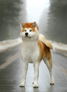 Additional photos: AKITA Inu puppies from Multi Champion