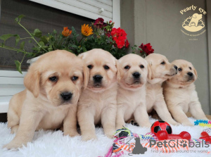 Photo №2 to announcement № 104432 for the sale of labrador retriever - buy in Serbia breeder