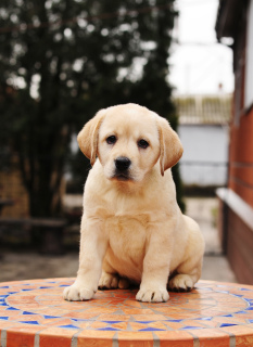 Photo №1. labrador retriever - for sale in the city of Donetsk | 322$ | Announcement № 5771